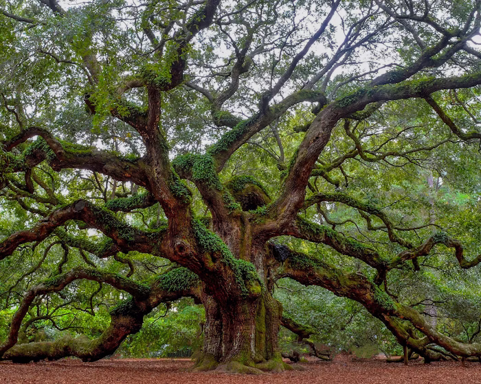 Angel Oak Charleston SC